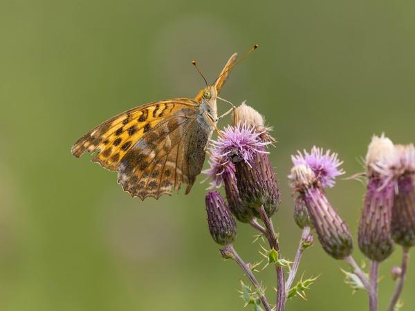 Keizersmantel (Argynnis paphia)